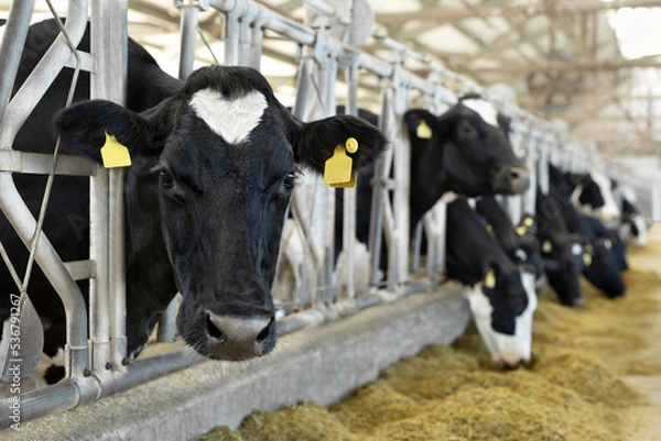 Obraz Cows on Farm. Black and white cows eating hay in the stable.