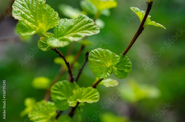 Obraz leaves in spring