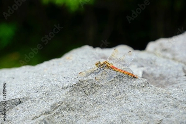 Obraz spider on the ground