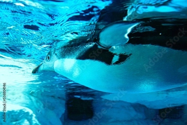 Obraz dolphin in aquarium