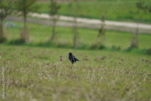 Obraz Autumn in Switzerland in the Forest