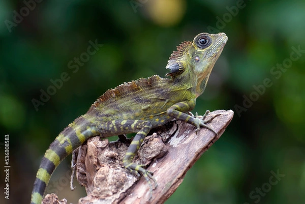 Obraz Boyd forest dragon lizard on a tree