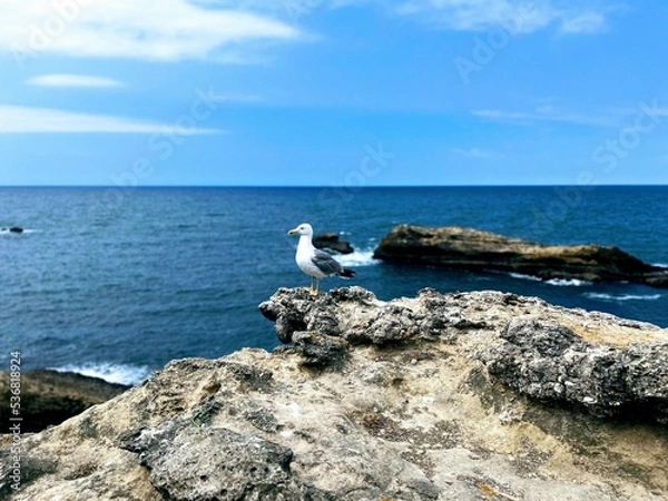Obraz seagull on rock