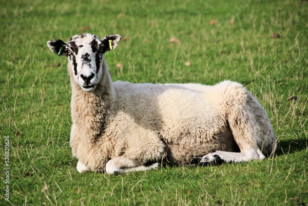 Fototapeta A view of a Sheep in the Cheshire Countryside