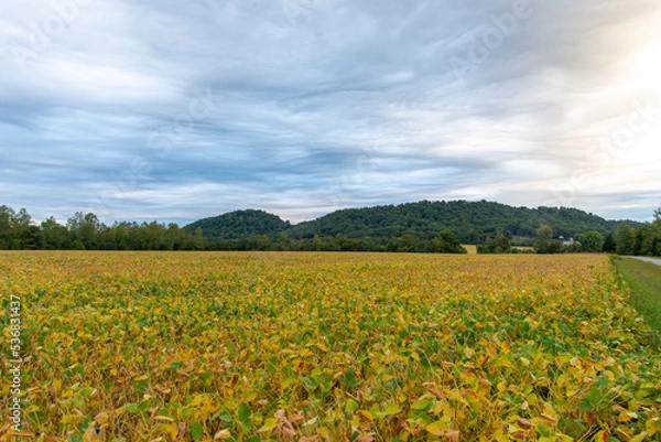 Obraz Ripening soybean field
