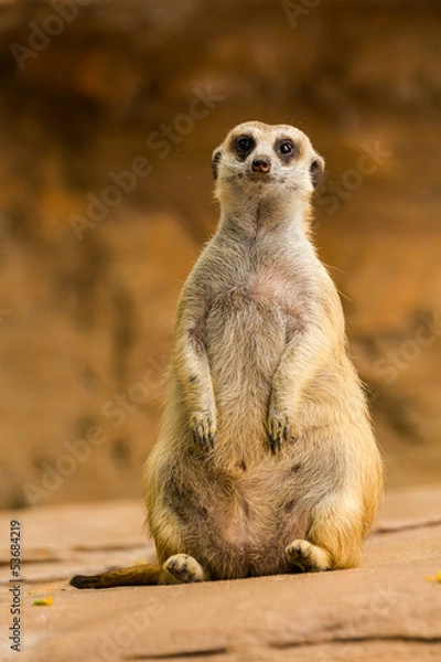 Obraz Meerkat