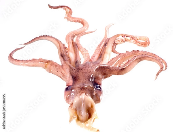 Fototapeta Head octopus