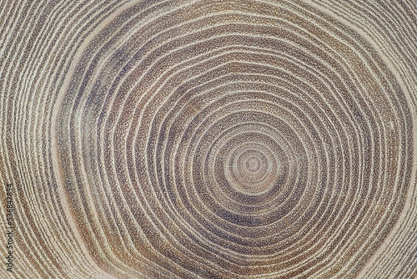 Fototapeta Closeup of acacia wood slice showing the vessels, rays, and annual rings. Concentric growth rings of an acacia tree. Tree anatomy. Wood grain. Abstract background