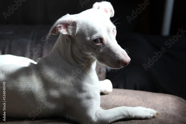 Fototapeta Perro Albino