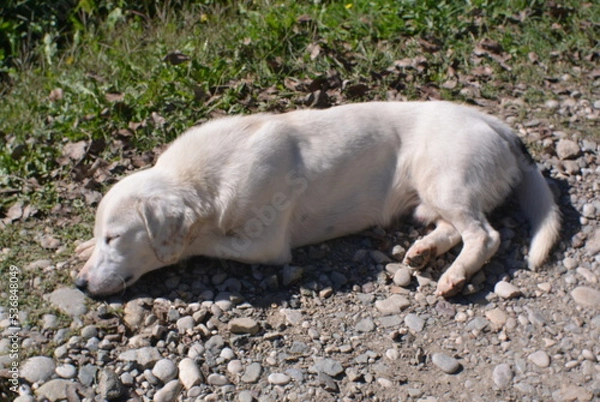 Fototapeta Dog sleeping on the road 