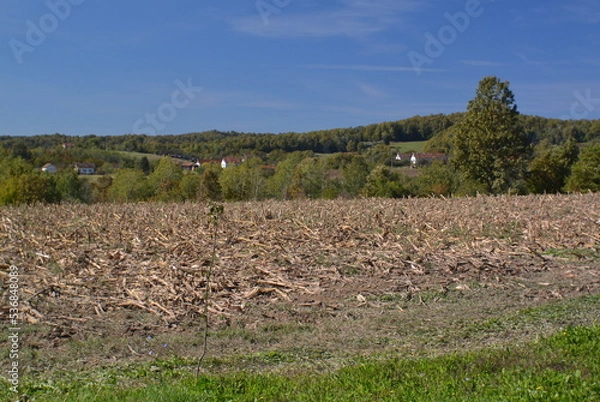 Fototapeta Corn field after harvest