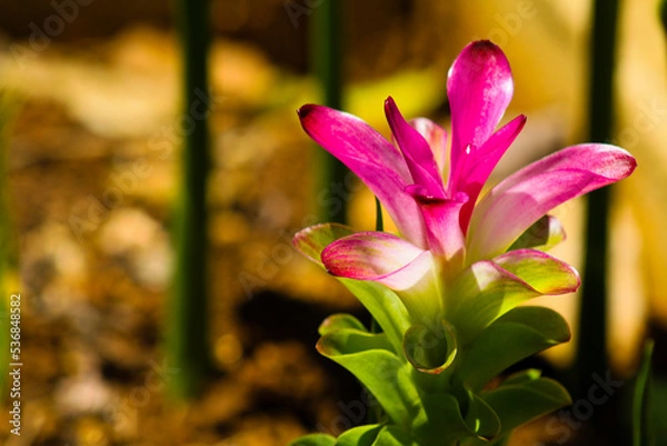 Obraz Explore a beleza das flores