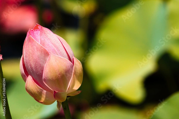 Obraz A harmonia das flores no jardim