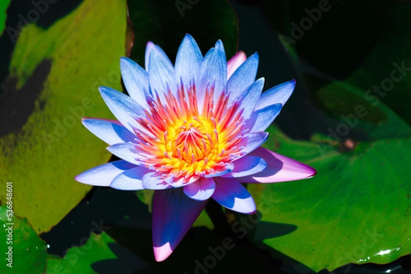 Obraz As cores e beleza de nossas flores