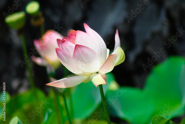 Obraz O perfume das flores de nosso jardim