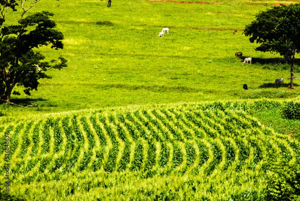 Obraz A agricultura é um exemplo para o desenvolvimento de um país