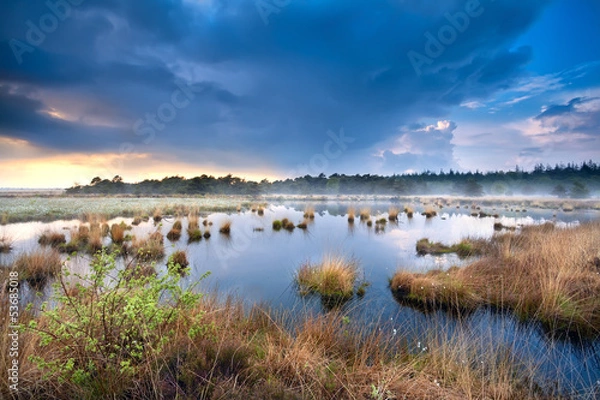Obraz blue stormy sky over swamp with cotton-grass