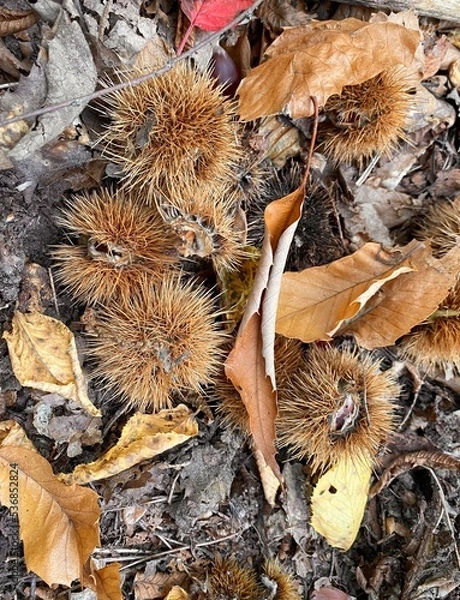 Obraz Chestnuts in Autumn