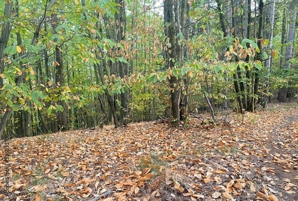 Obraz autumn in the forest