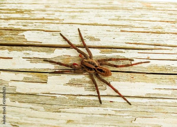 Obraz As aranhas e seu mecanismo sensorial
