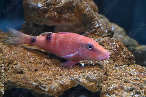 Obraz 水底で休むオジサン