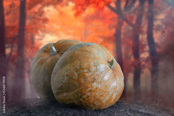 Fototapeta Two pumpkins giant on the land, in the middle of forest with fog. Background of autumn or Halloween.