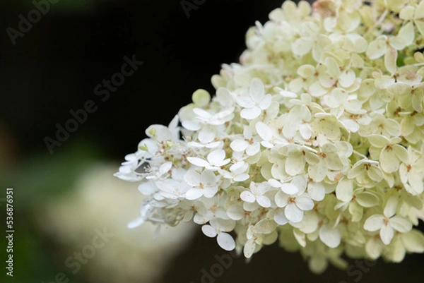 Fototapeta A white hydrangea I found on the roadside. close-up