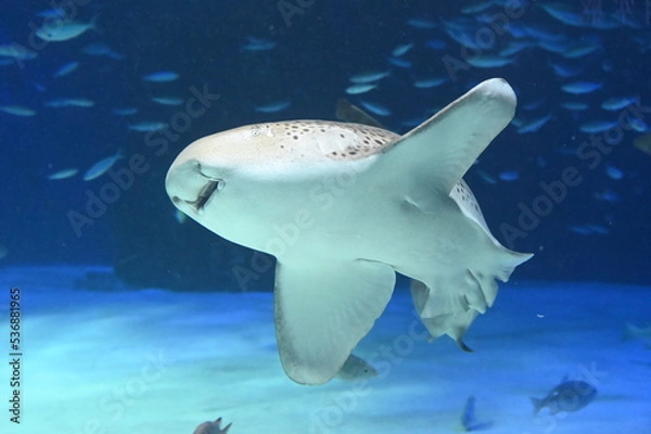 Obraz 水底を悠々と泳ぐ大きなトラフザメ