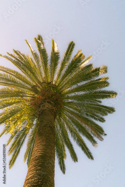Obraz palm tree on sky