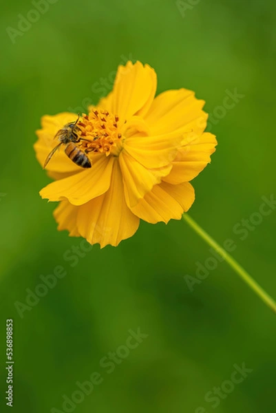 Obraz bee on flower