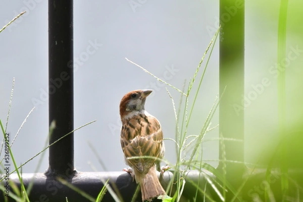 Fototapeta スズメ　