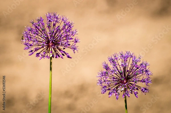 Obraz Decorative onion