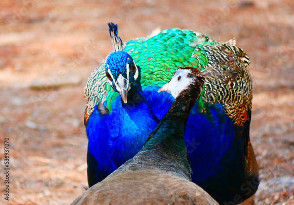 Obraz Pfauen beim Spiel