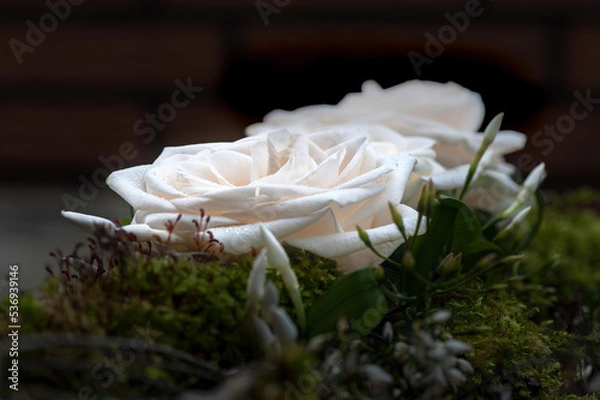 Fototapeta Weiße Rosen vor dunklem Hintergrund