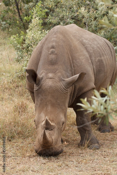 Obraz white rhino