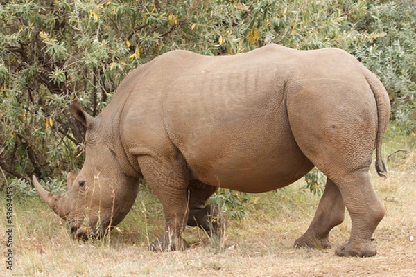 Obraz white rhino