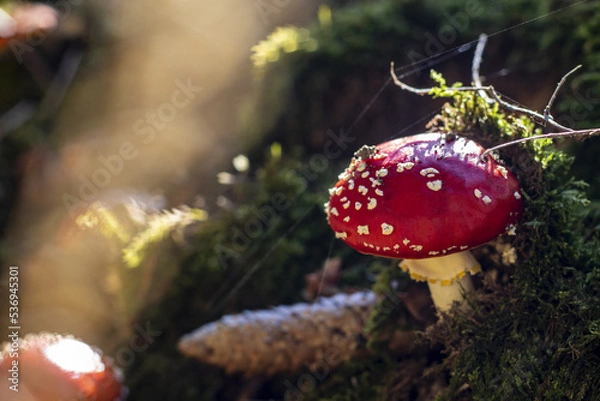 Obraz Fungi Fly agaric Amanita muscaria in autumn forest