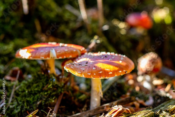 Obraz Fungi Fly agaric Amanita muscaria in autumn forest