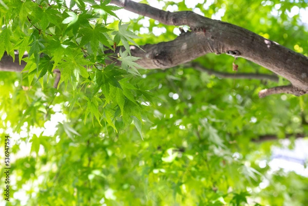 Fototapeta 緑のモミジ　初夏のイメージ