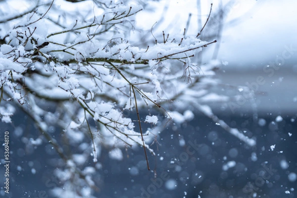 Fototapeta 枝に積もる雪のイメージ