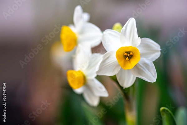 Obraz 水仙の花　初春イメージ