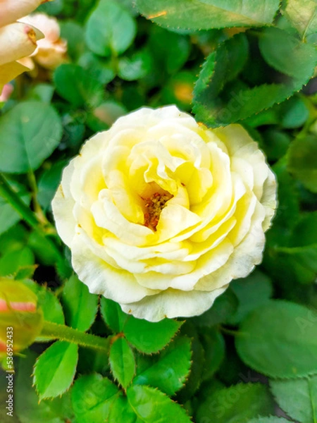 Obraz yellow rose on green background