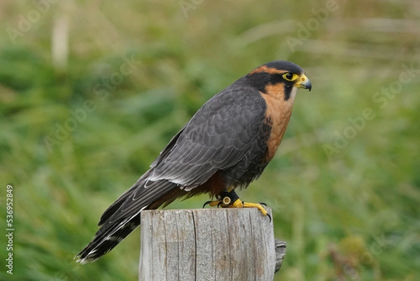 Fototapeta Aplomado Falcon perched on wooden post in field area