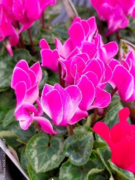 Obraz シクラメン