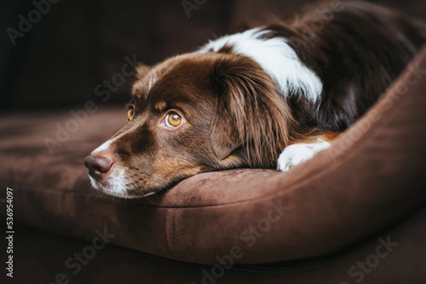 Obraz brauner Hund liegt auf Sofa