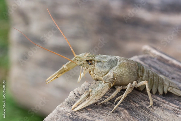 Fototapeta portrait of one crayfish, close-up, on a lying tree