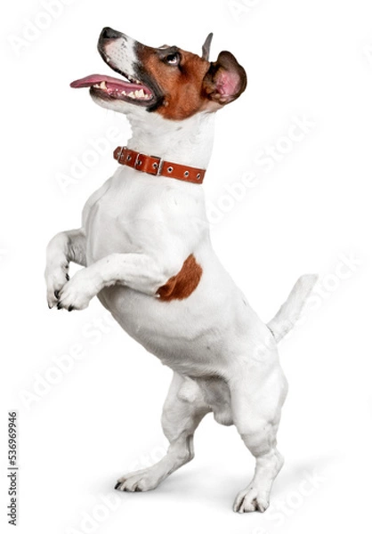Obraz Śliczny mały pies Jack Russell Terrier na białym tle