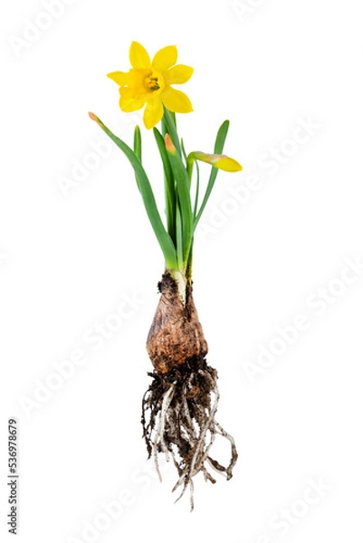 Obraz Yellow daffodil plant with roots. Isolated on white image