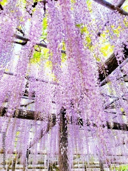 Obraz Wisteria