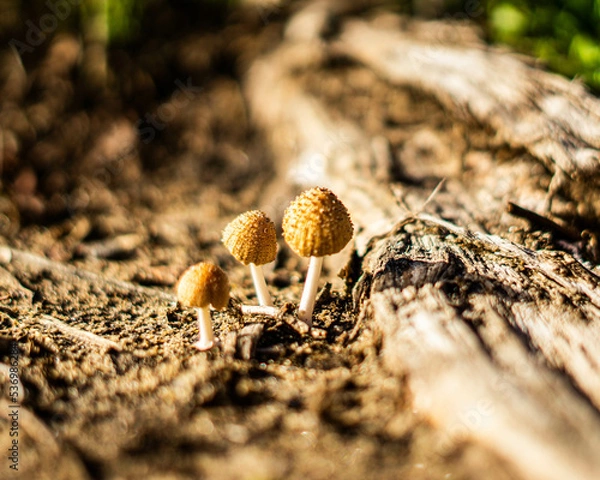 Obraz Mini Mushroom Trio